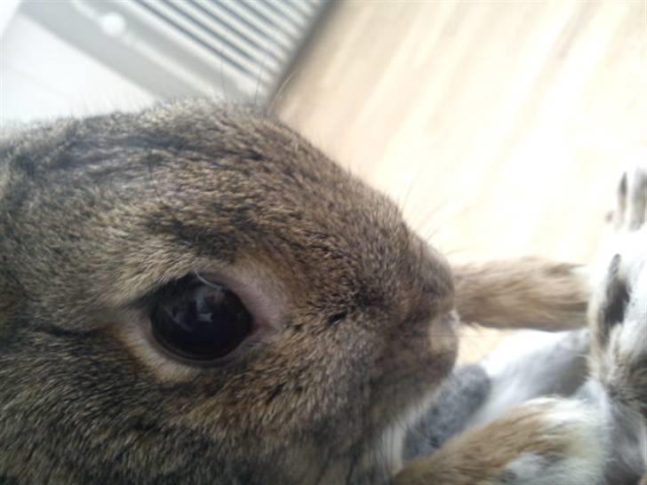 Kanin Ninus <3 - Kanin Ninus
Velkommen til Ninus' profil :-)  Smid en kommentar og bedømmelse ;-) billede 1