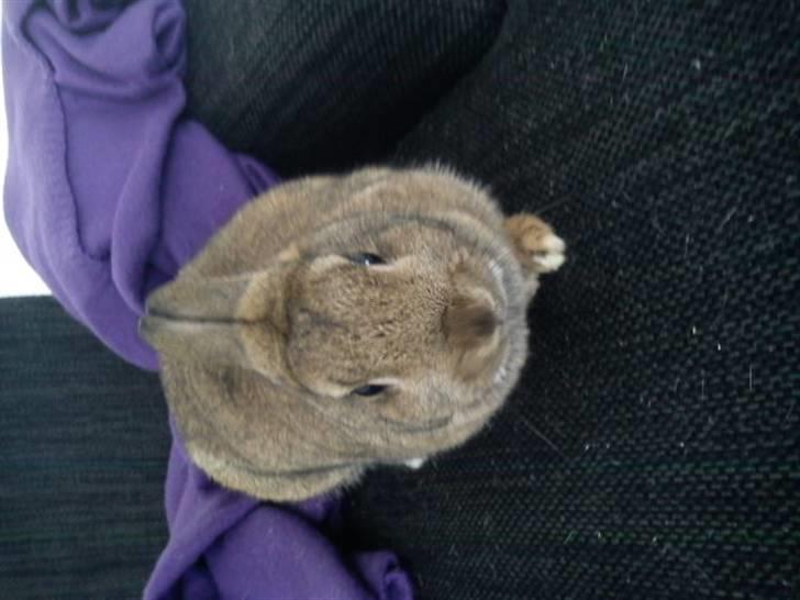 Kanin Ninus <3 - Hygger du dig, Smukke?i: billede 2