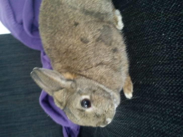 Kanin Ninus <3 billede 3