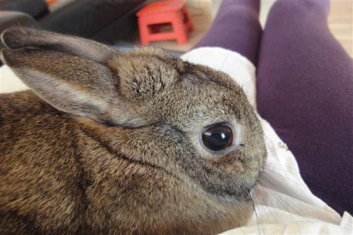 Kanin Ninus <3 - Du er dejlig, gamle jas!<3 billede 4
