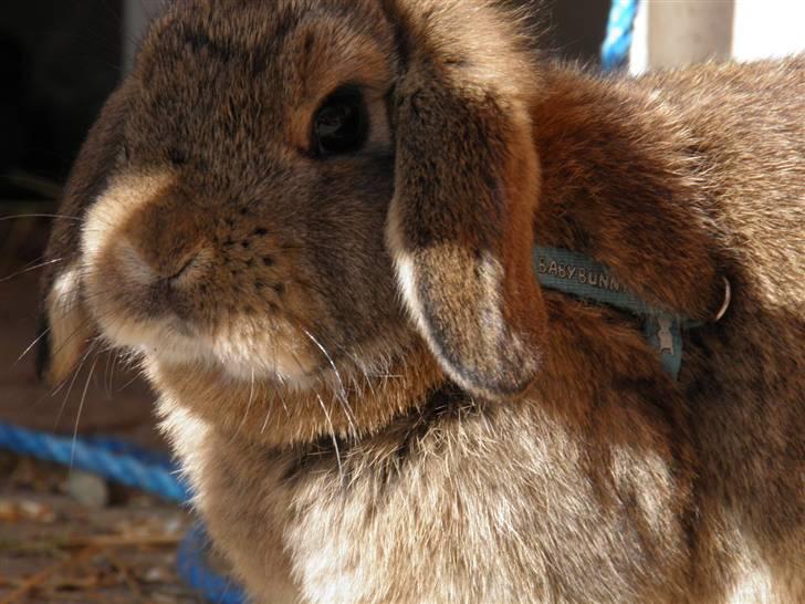 Kanin Dimsen billede 9