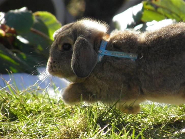 Kanin Dimsen billede 10