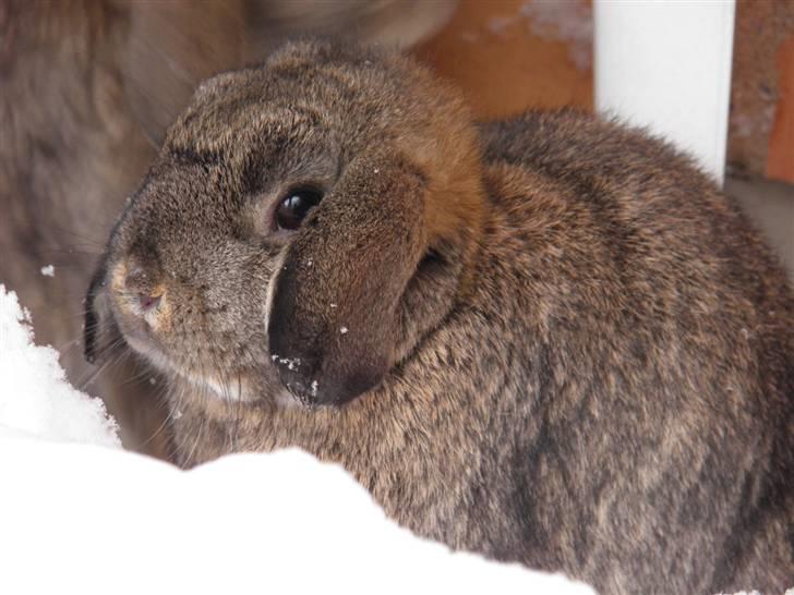 Kanin Bella billede 1