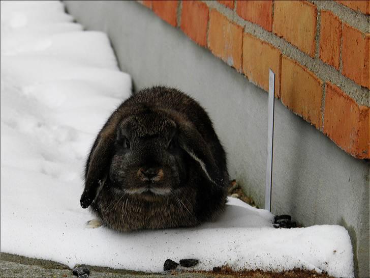 Kanin Bella billede 2