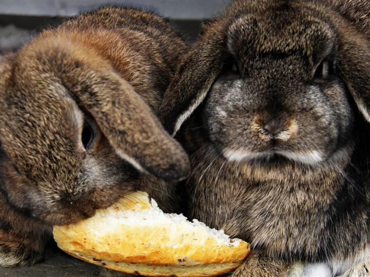 Kanin Bella billede 3