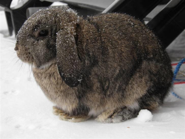 Kanin Bella billede 4