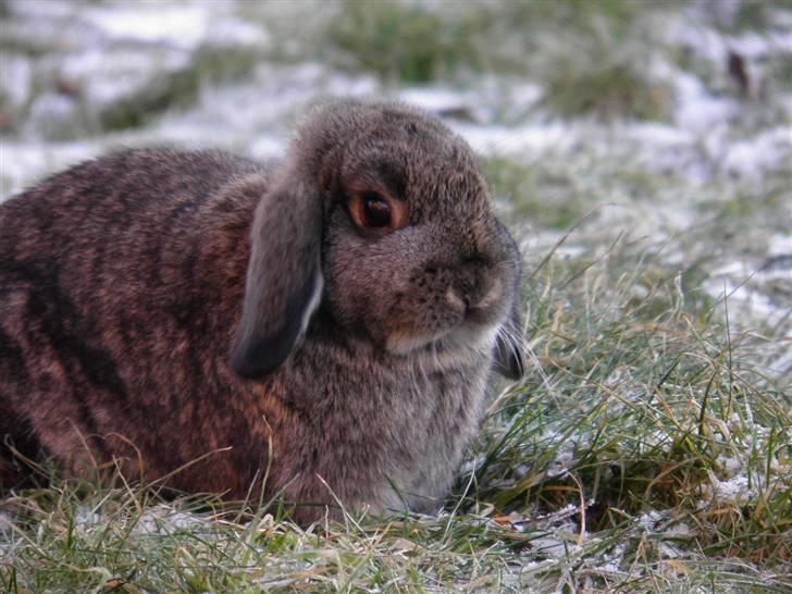 Kanin Bella billede 5