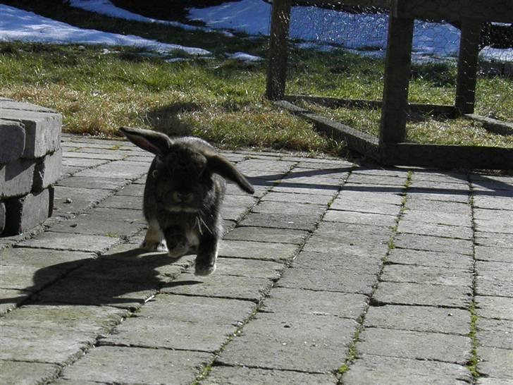 Kanin Bella billede 6