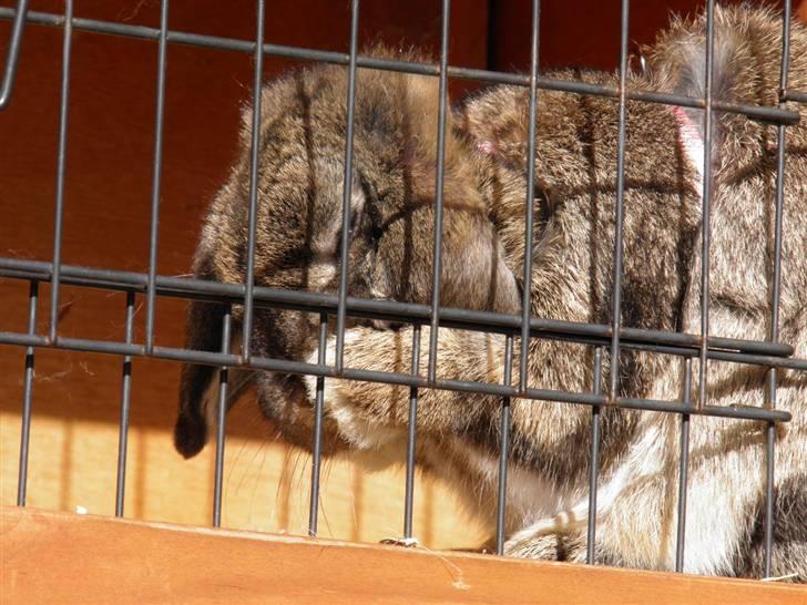 Kanin Bella billede 7