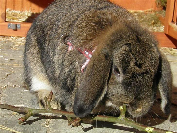 Kanin Bella billede 8