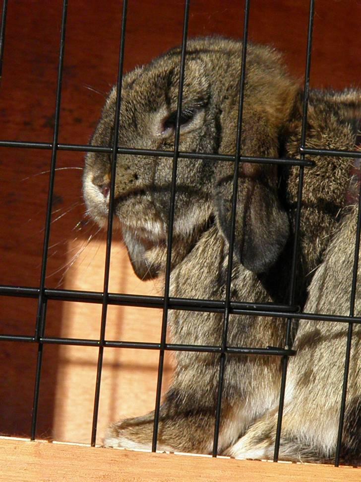 Kanin Bella billede 9