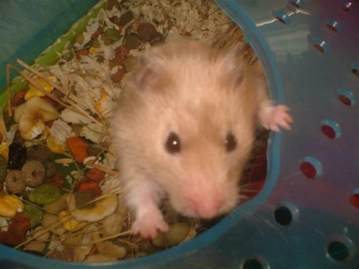Hamster Tia billede 5