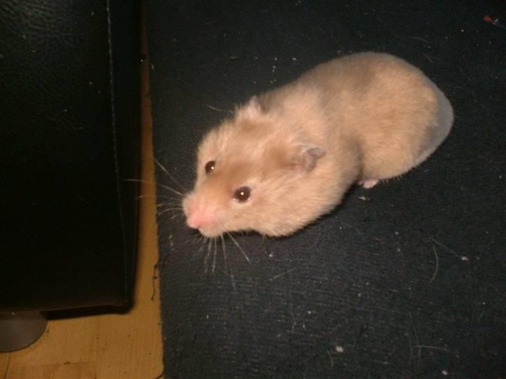 Hamster Tia billede 6