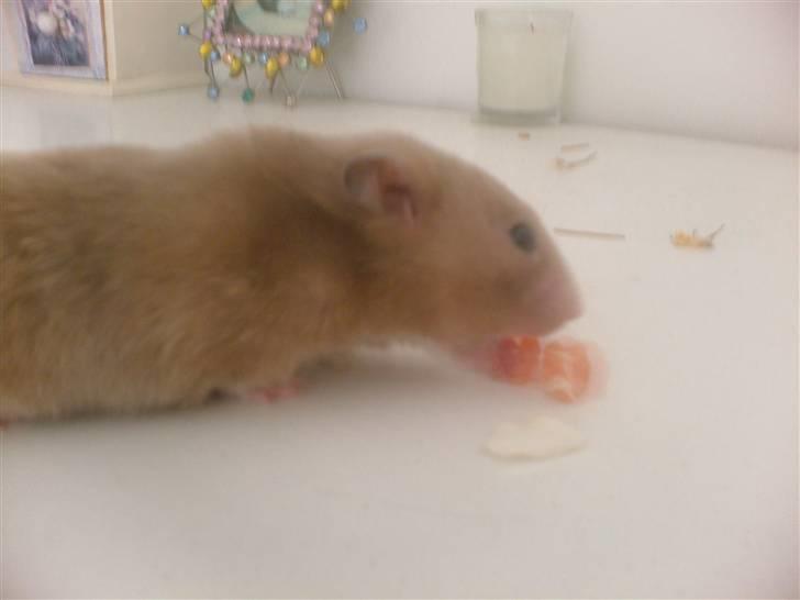 Hamster Tia billede 7