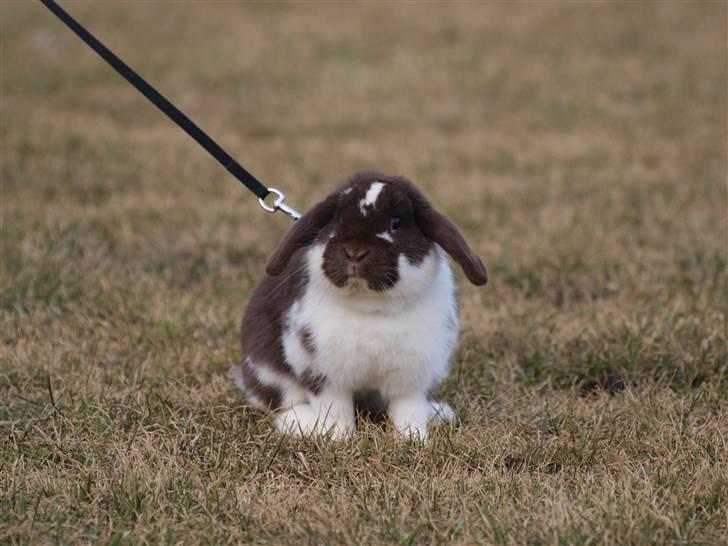 Kanin Wind's Mr Yankie Tankie billede 20