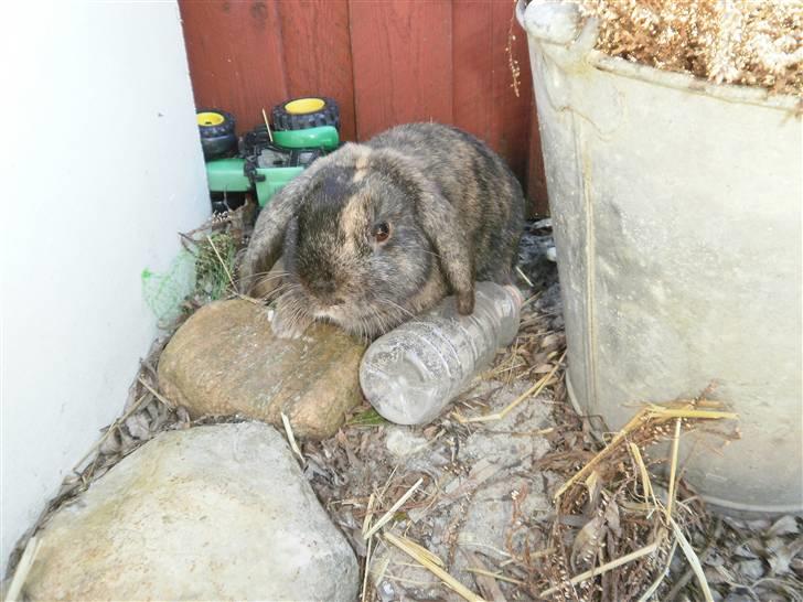 Kanin Ninus billede 7