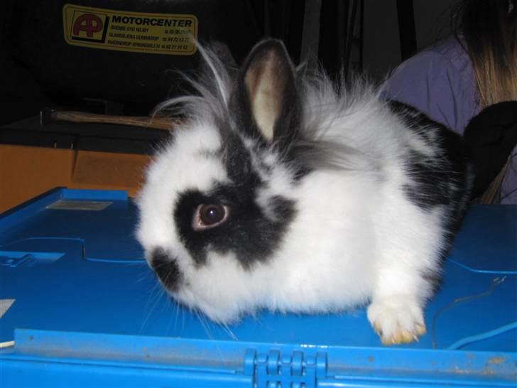 Kanin Snehvide billede 2