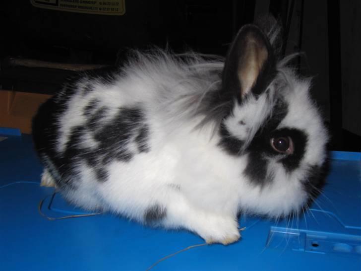 Kanin Snehvide billede 3