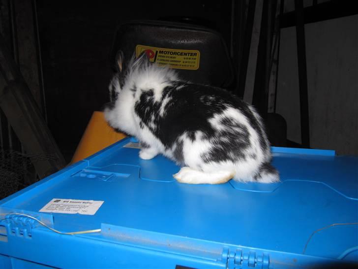 Kanin Snehvide billede 4