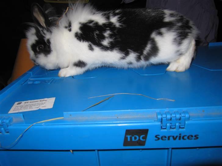 Kanin Snehvide billede 5