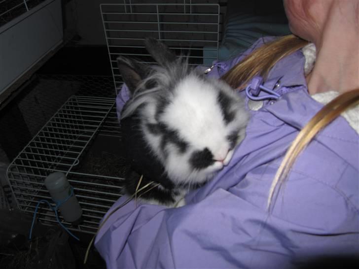 Kanin Snehvide billede 6