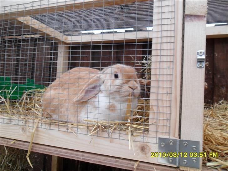 Kanin Makayas prinsesse  billede 9