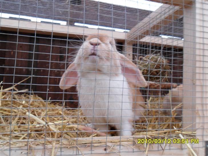 Kanin Makayas prinsesse  billede 10