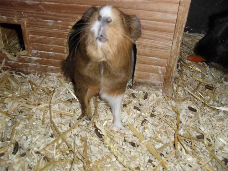 Marsvin skovlundegaards asta  billede 19