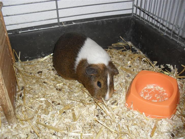 Marsvin skovlundegaards asta  billede 20