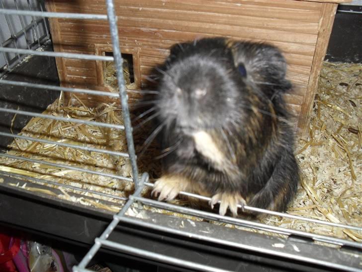 Marsvin skovlundegaards Maxi billede 20