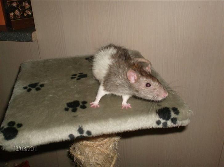 Tamrotte king R.I.P - dejlig at hygge uden for burt :-) billede 1