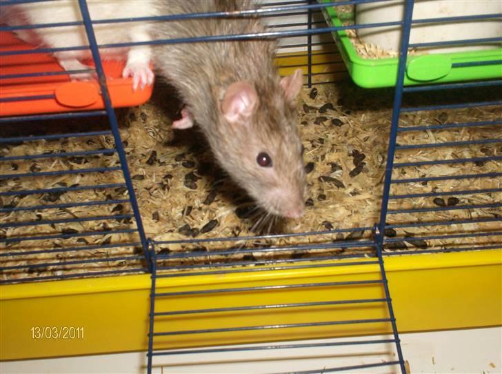 Tamrotte king R.I.P - hygge i burt billede 2