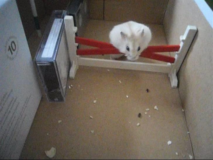 Dværghamster Chilli ( Basse )<3 ! - Springern! billede 18