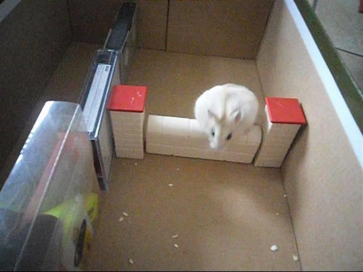 Dværghamster Chilli ( Basse )<3 ! - Se lige mig! billede 19