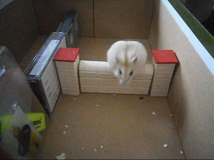 Dværghamster Chilli ( Basse )<3 ! - Se lige hvor højt jeg kan springe! billede 20