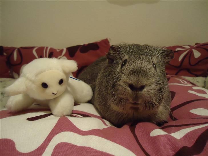 Marsvin Grå billede 9