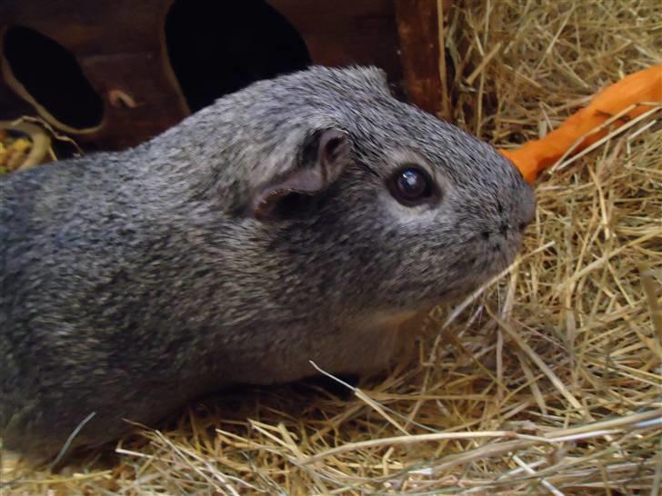 Marsvin Grå billede 10