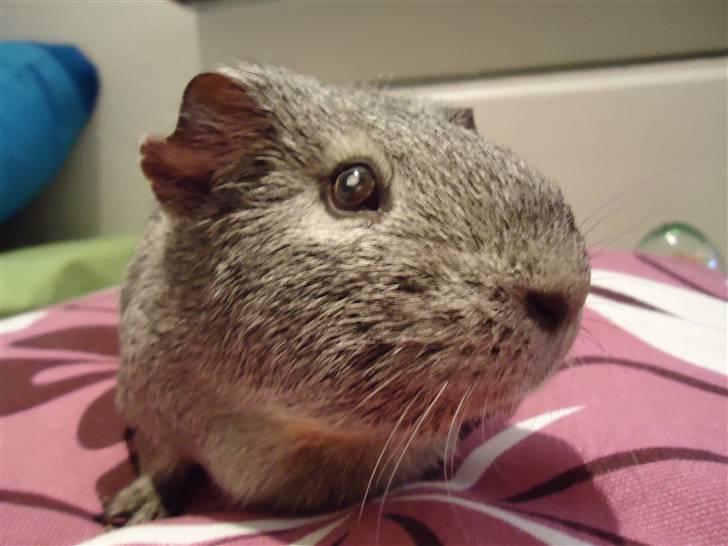 Marsvin Grå billede 11