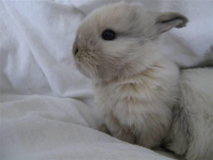 Kanin Æblehavens Mozilla Firefox billede 3