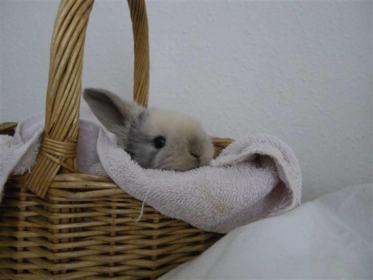 Kanin Æblehavens Mozilla Firefox billede 4