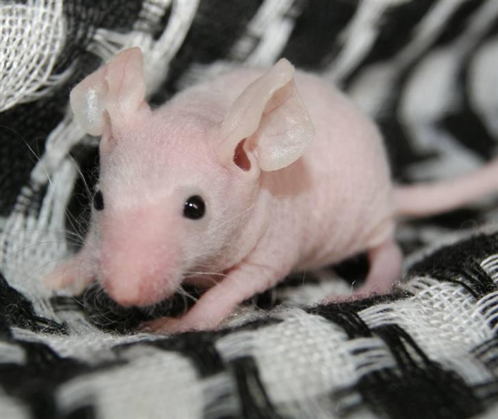 Mus Stald Picnic's Alfred billede 1