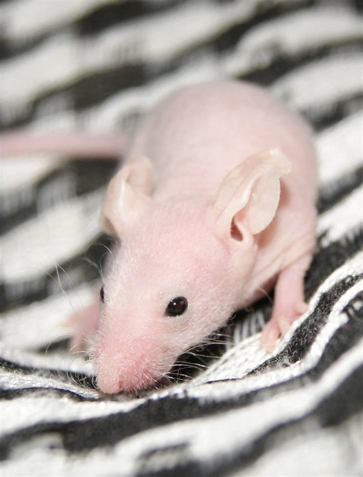 Mus Stald Picnic's Alfred billede 2