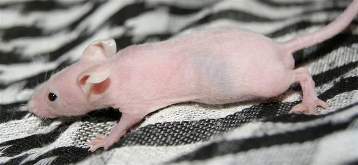 Mus Stald Picnic's Alfred billede 3