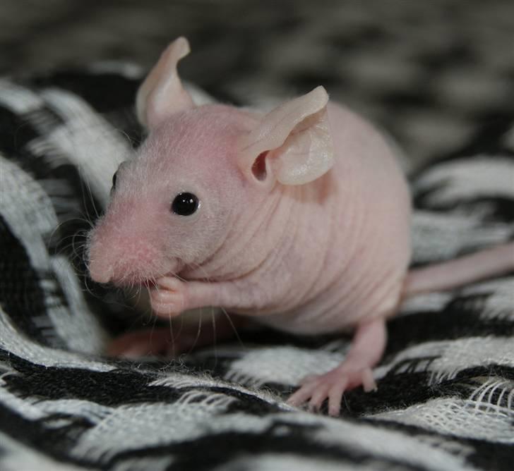 Mus Stald Picnic's Alfred billede 4