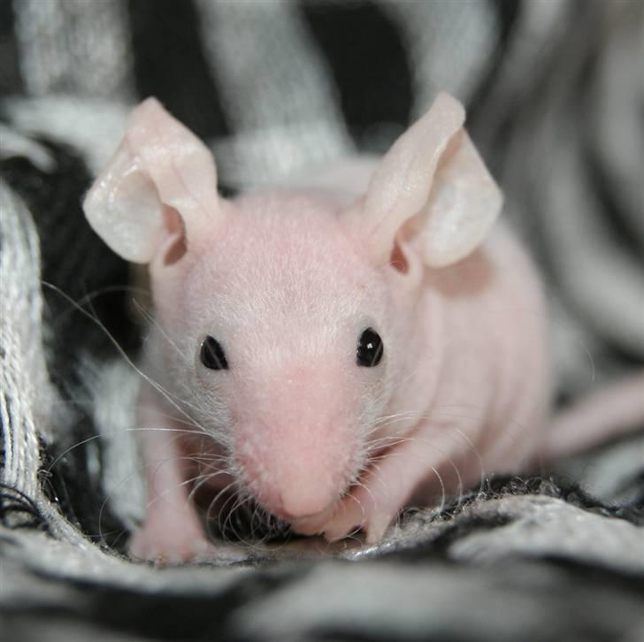 Mus Stald Picnic's Alfred billede 5