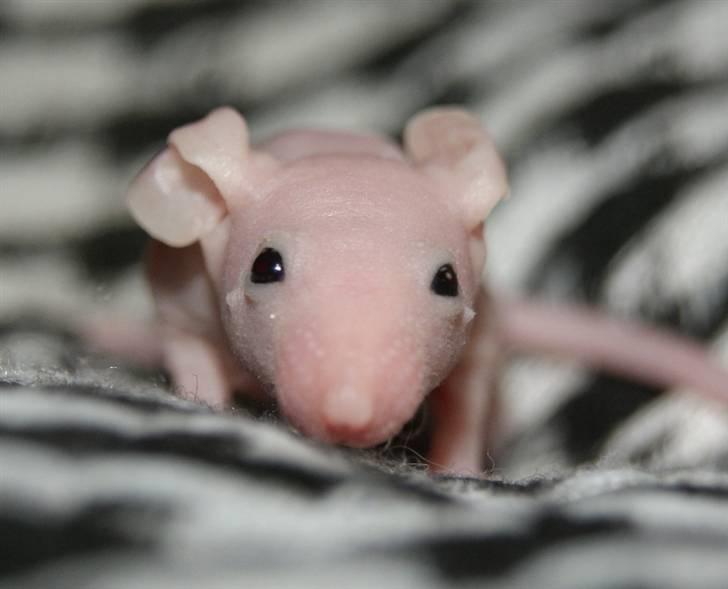 Mus Stald Picnic's Allan billede 1