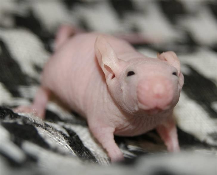 Mus Stald Picnic's Allan billede 2