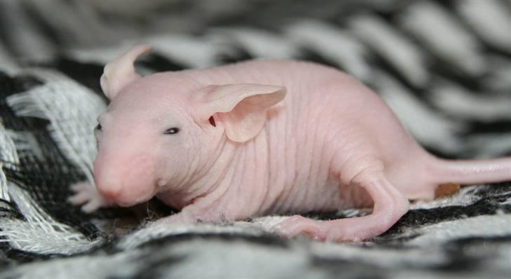 Mus Stald Picnic's Allan billede 3