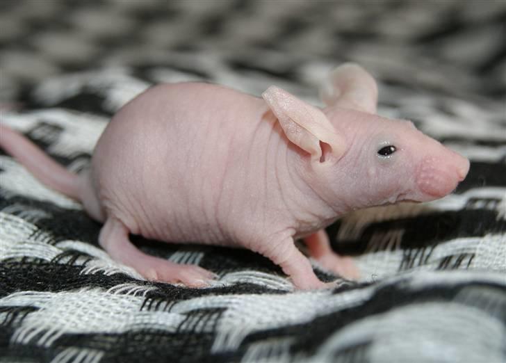 Mus Stald Picnic's Allan billede 4