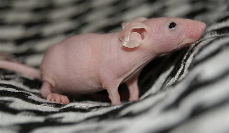 Mus Stald Picnic's Allan billede 5